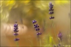 Effets Spéciaux et HDR - Expérimentations