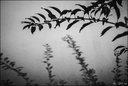 2015-10-10 - L'arbre en ombre chinoise-49-800-2.jpg