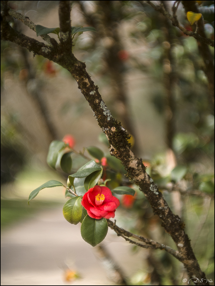2024-03-20 - Premières couleurs du printemps au Jardin Massey - Exactar 55mm f1.4-226-800.jpg