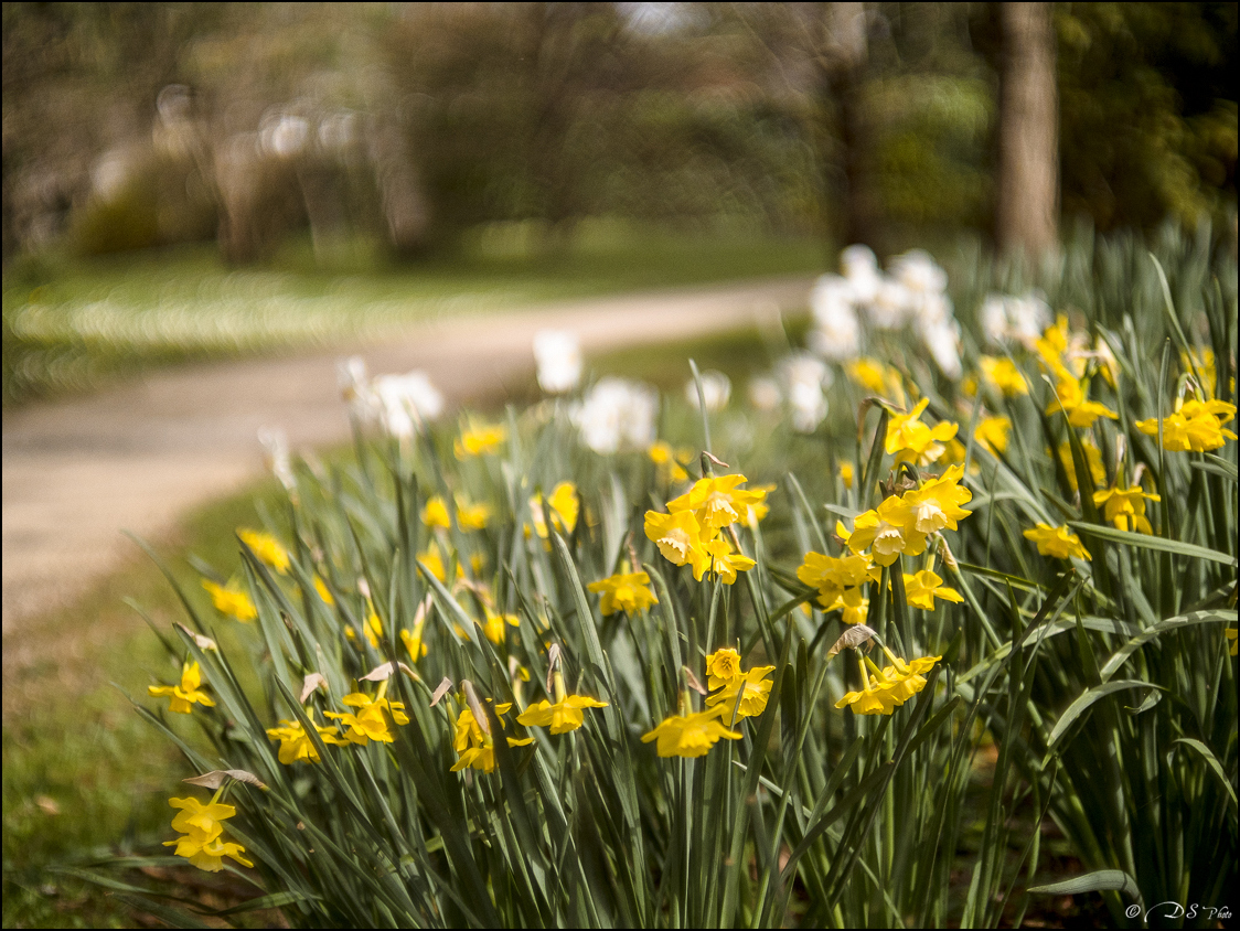 2024-03-20 - Premières couleurs du printemps au Jardin Massey - Exactar 55mm f1.4-273-800.jpg