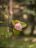 2024-03-20 - Premières couleurs du printemps au Jardin Massey - Exactar 55mm f1.4-272-800.jpg