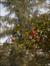 2024-03-20 - Premières couleurs du printemps au Jardin Massey - Exactar 55mm f1.4-308-800.jpg