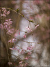 2024-03-20 - Premières couleurs du printemps au Jardin Massey - Exactar 55mm f1.4-338-800.jpg