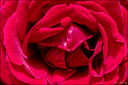 Au coeur de la rose